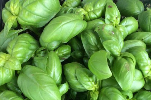 <!--:en-->Hemp Pesto (In French)<!--:--><!--:fr-->Pesto de chanvre<!--:-->